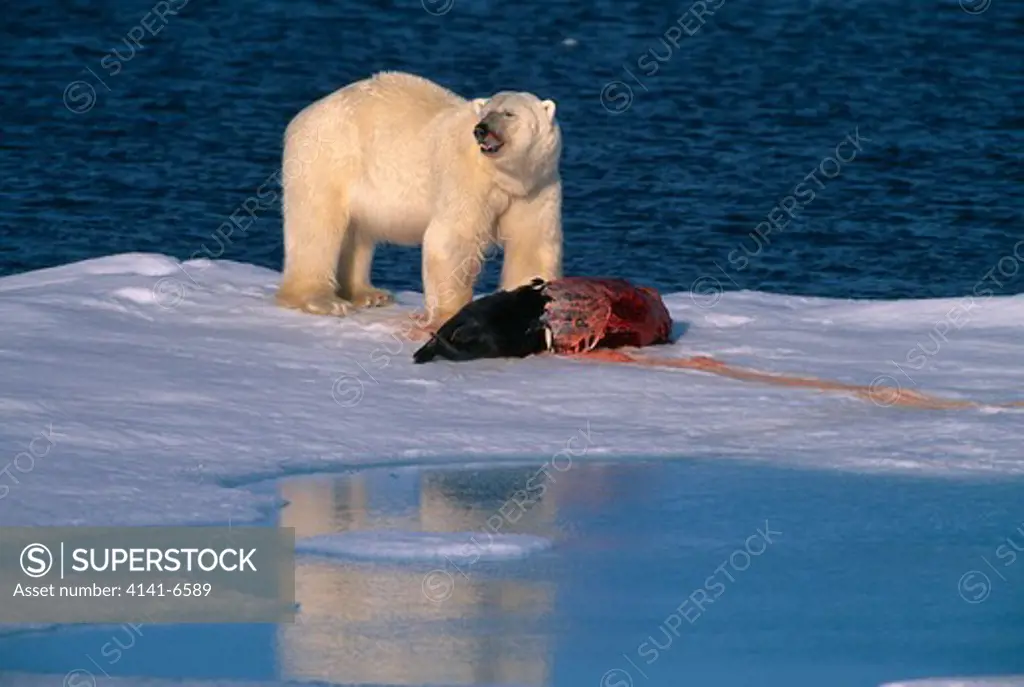 polar bear on seal kill ursus maritimus spitzbergen, norway.