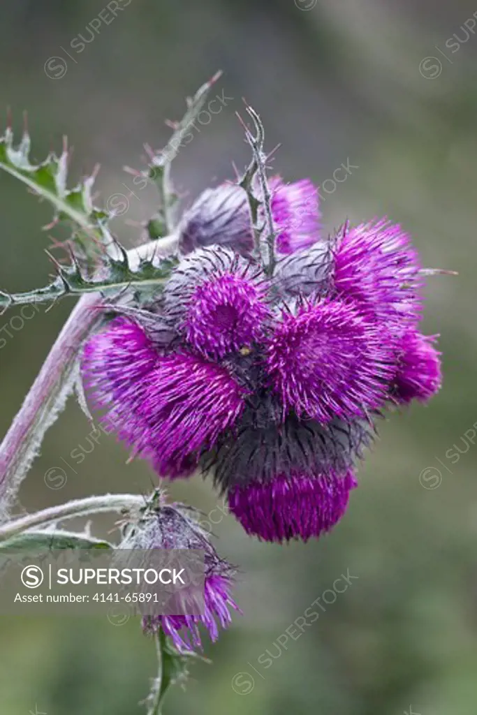 Edible Thistle (Cirsium edule) (aka Indian Thistle) blooming in a subalpine meadow in Royal Basin, Olympic National Park, Washington State, USA.