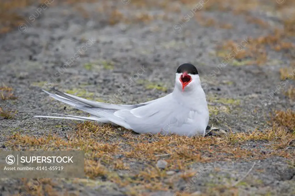 Arctic tern nesting, Sterna paradisaea, Spitsbergen, Svalbard, Arctic