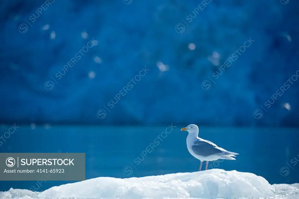 Glaucous gull, Larus hyperboreus, Smeerenburg glacier, Spitsbergen, Svalbard, Arctic