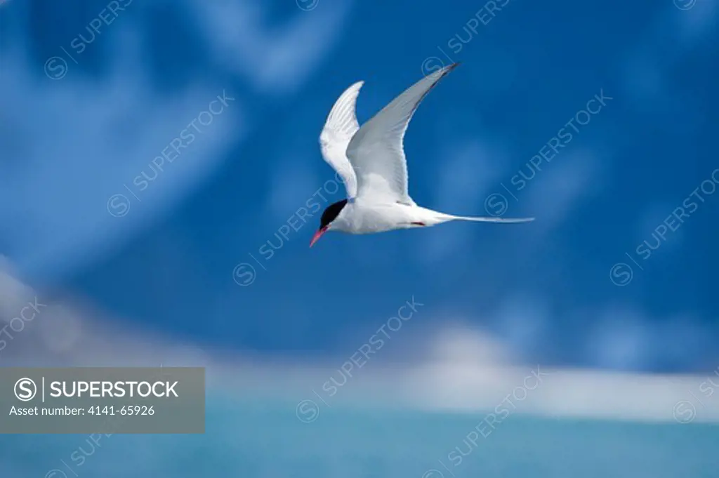 Arctic tern, Sterna paradisaea, Danskoya, Spitsbergen, Svalbard, Arctic