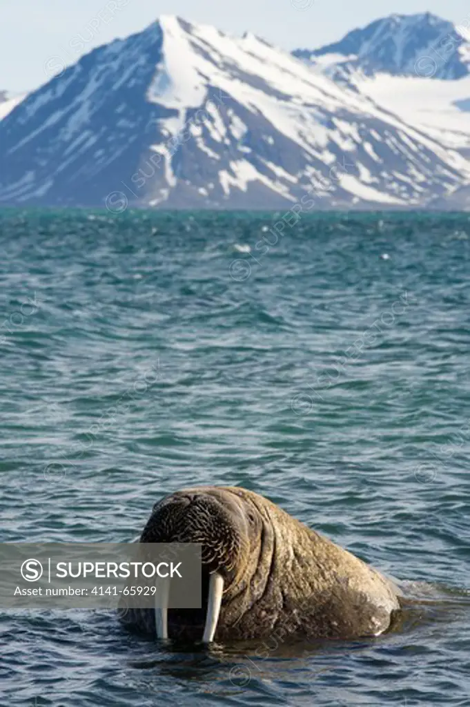 Walrus, Odobenus rosmarus, Spitsbergen, Svalbard, Arctic