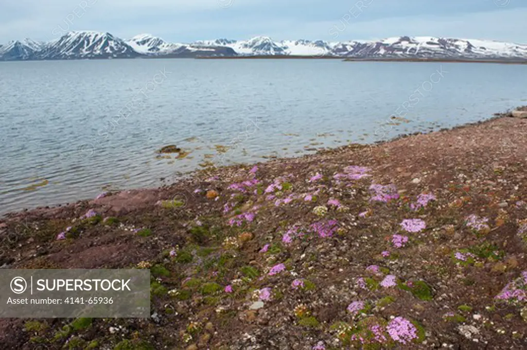 Tufted saxifrage, Saxifraga cespitosa L. and Purple Saxifrage, Saxifraga oppositifolia L.,  Tundra flowers, Spitsbergen, Svalbard, Arctic
