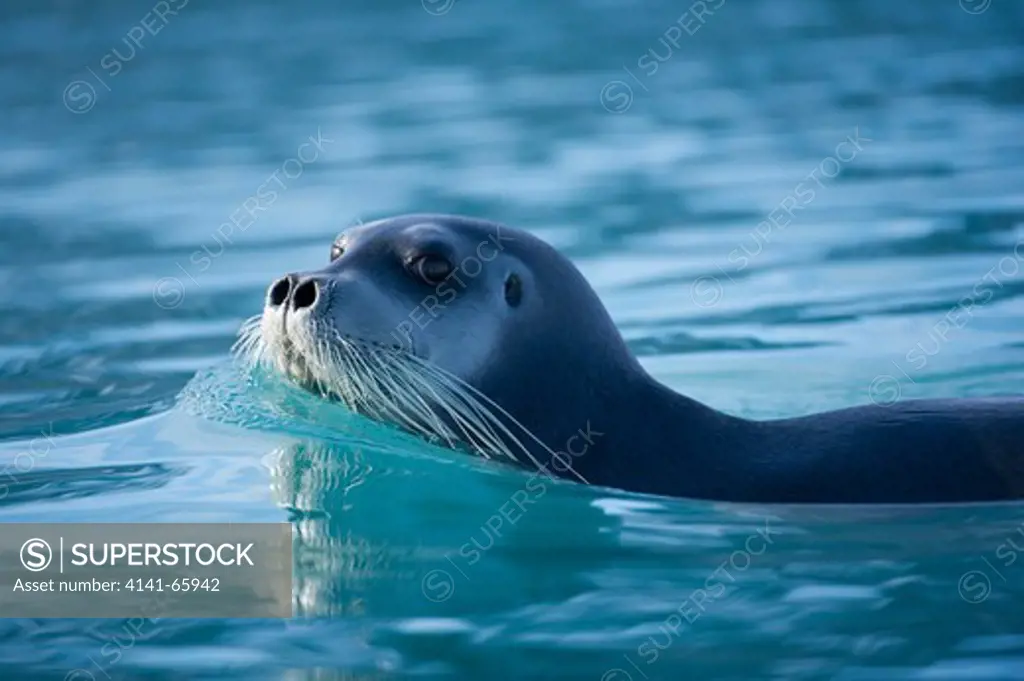 Bearded seal, Erignathus barbatus, Monaco glacier, Woodfjorden, Spitsbergen, Svalbard, Arctic