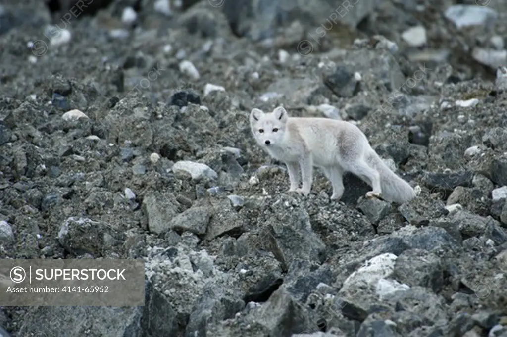 Arctic fox, Alopex lagopus, Spitsbergen, Svalbard, Arctic