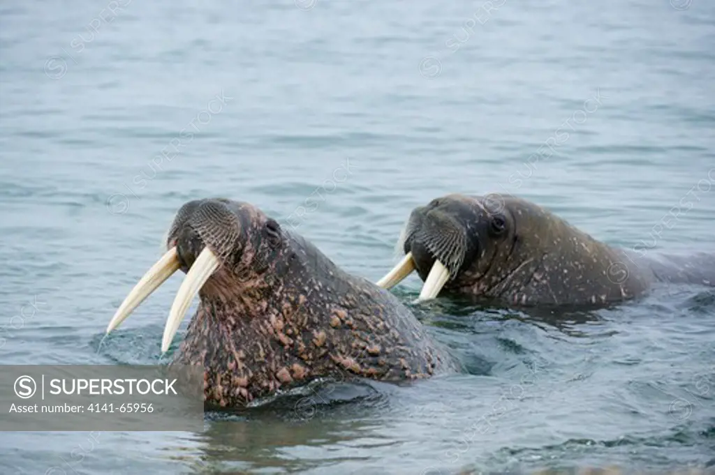 Walruses, Odobenus rosmarus, in the sea, Torrellneset, Spitsbergen, Svalbard, Arctic