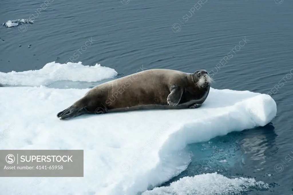 Bearded seal, Erignathus barbatus, lying on sea ice, Spitsbergen, Svalbard, Arctic