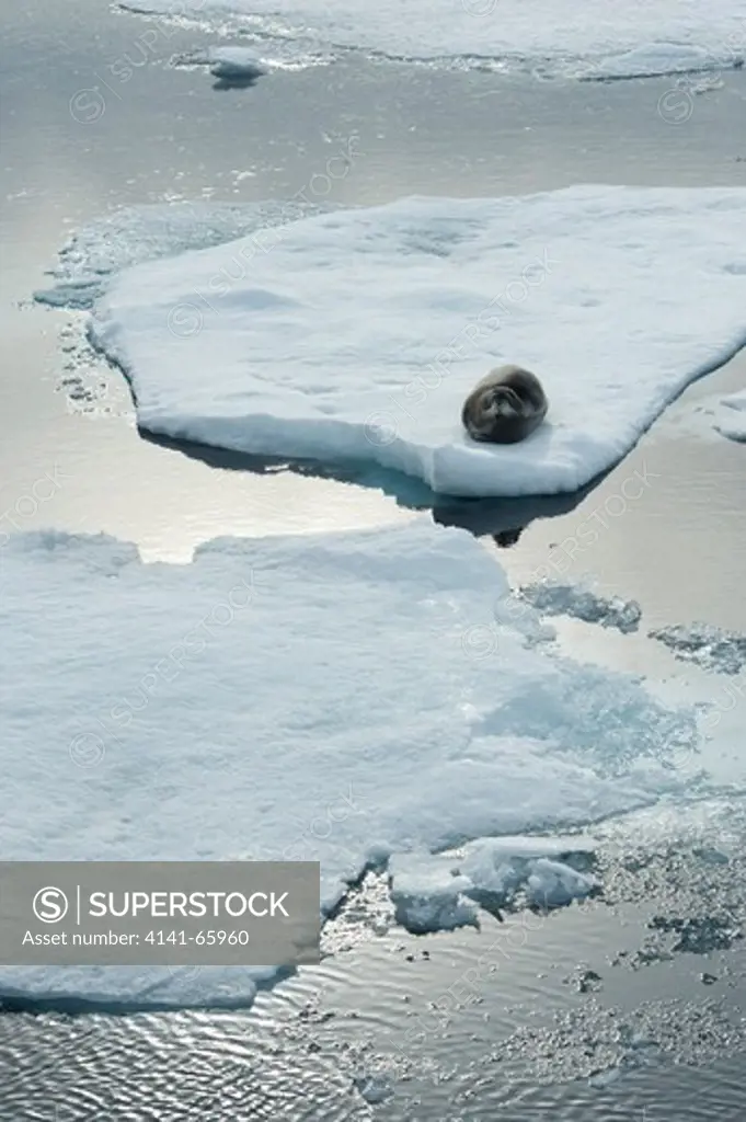 Bearded seal, Erignathus barbatus, lying on sea ice, Spitsbergen, Svalbard, Arctic