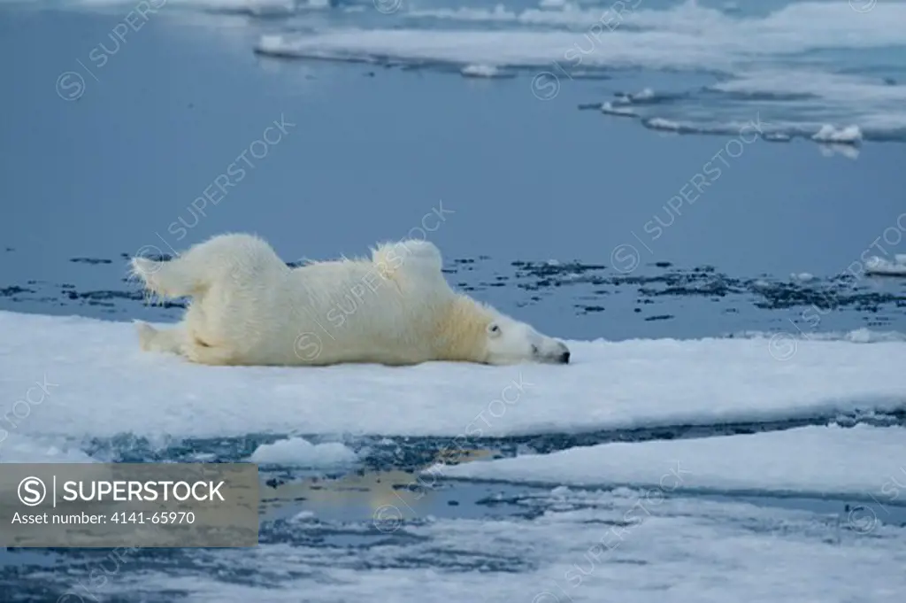 Polar bear, Ursus maritimus, rolling in snow on sea ice north of Spitsbergen, Svalbard, Arctic