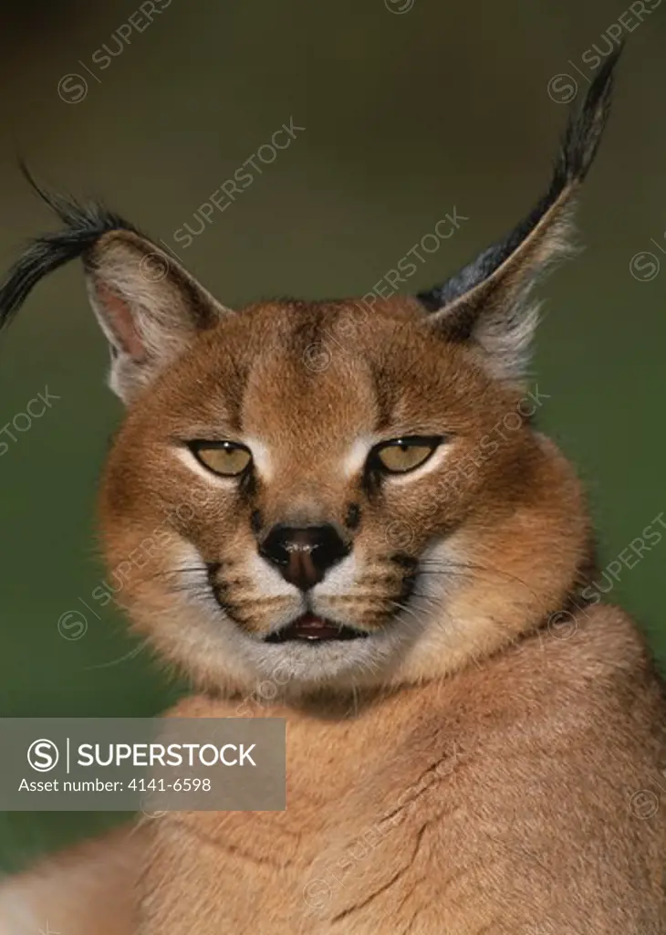 caracal lynx head detail felis caracal captive animal