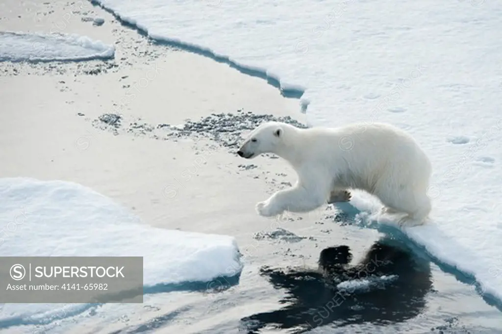 Polar bear, Ursus maritimus, on sea ice north of Spitsbergen, Svalbard, Arctic