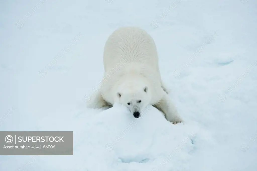 Polar bear, Ursus maritimus, lying in snow on sea ice north of Spitsbergen, Svalbard, Arctic