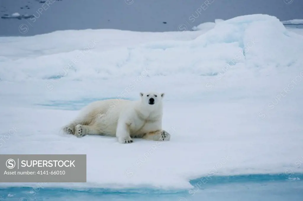 Polar bear, Ursus maritimus, lying in snow on sea ice north of Spitsbergen, Svalbard, Arctic