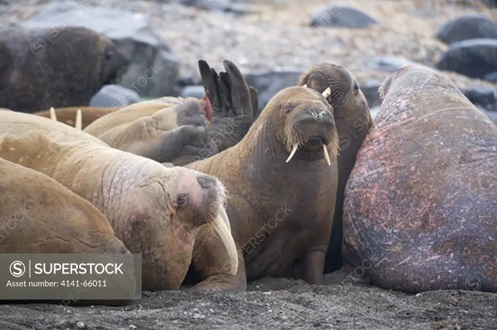 Walruses, Odobenus rosmarus, Spitsbergen, Svalbard, Arctic