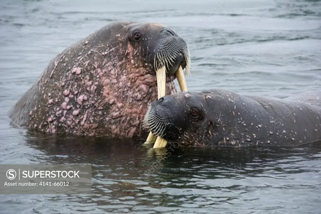 Walruses, Odobenus rosmarus, Spitsbergen, Svalbard, Arctic