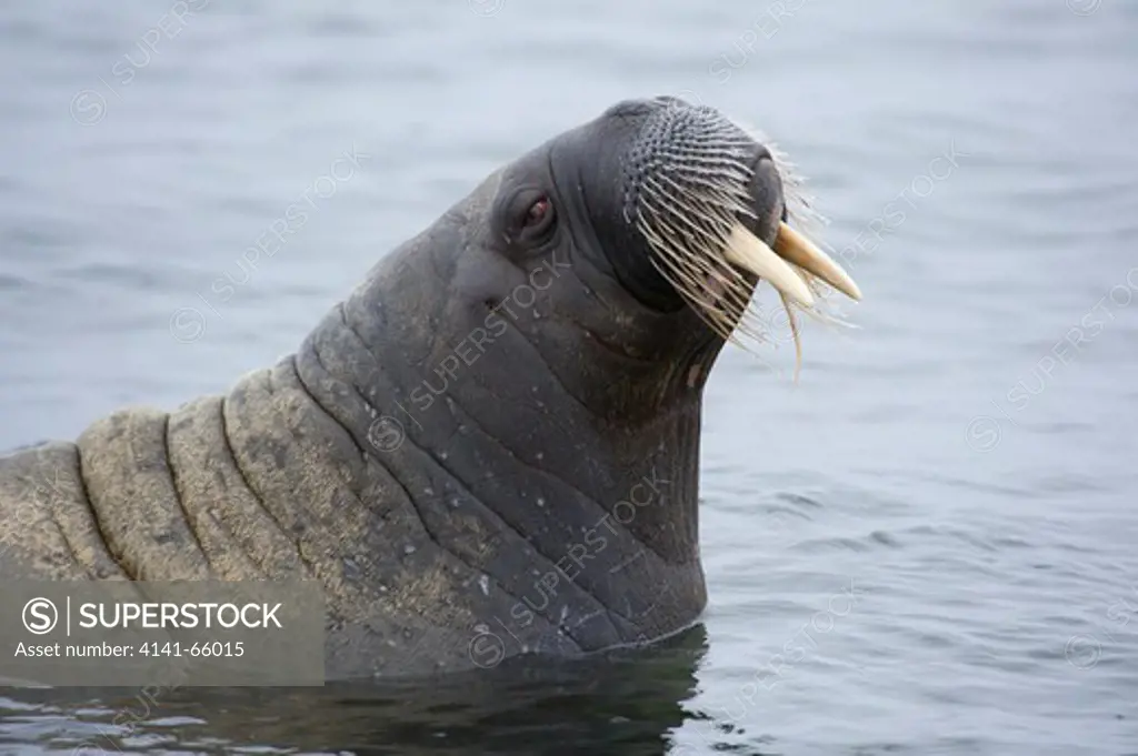 Walrus, Odobenus rosmarus, Spitsbergen, Svalbard, Arctic