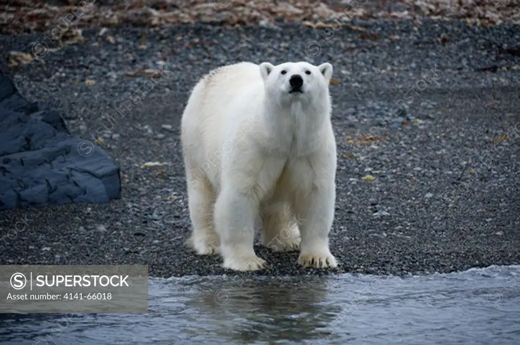 Polar bear, Ursus maritimus, Spitsbergen, Svalbard, Arctic