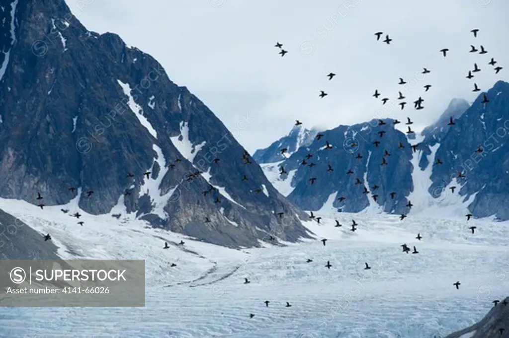 Little auk colony flying, Alle alle, Magdalenefjord, Spitsbergen, Svalbard, Arctic