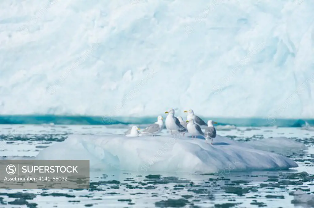 Glaucous gulls, Larus hyperboreus, Lilliehoek Glacier, Spitsbergen, Svalbard, Arctic