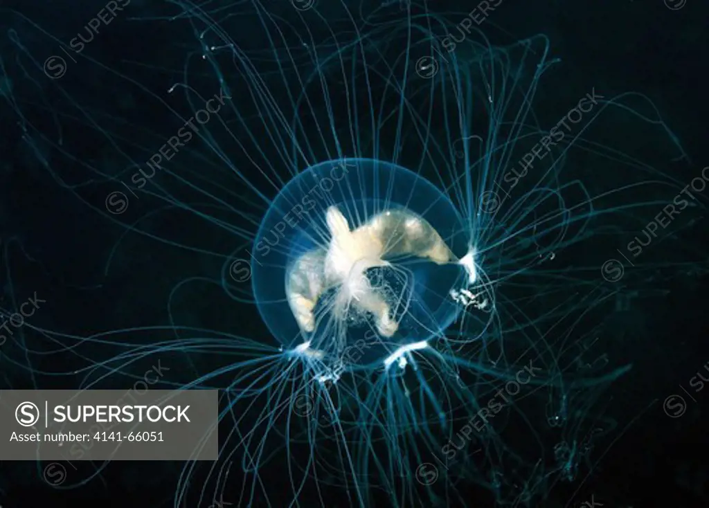 Jellyfish Nemopsis dofleini (Nemopsis dofleini Maas). Japan sea, Far East, Primorsky Krai, Russian Federation