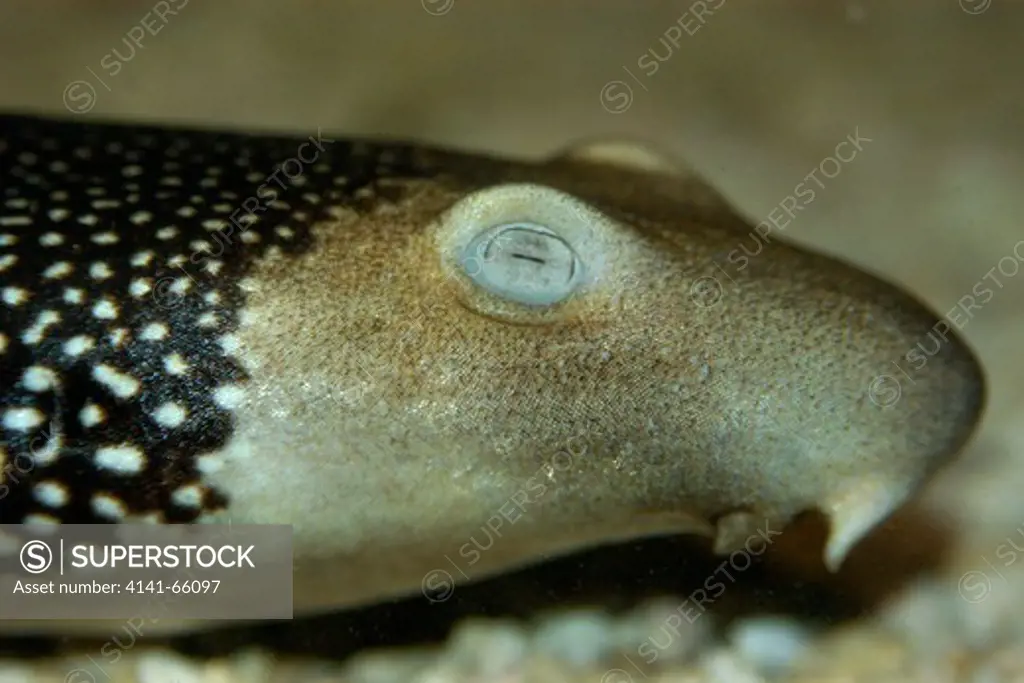 Varied or necklace carpet shark, Parascyllium variolatum, eye detail,  endemic to Australia, Eastern Indian Ocean, captive.