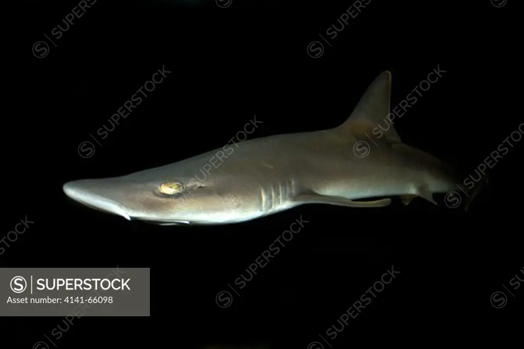 Grey smooth hound shark, Mustelus californicus, eastern Pacific Ocean, captive.