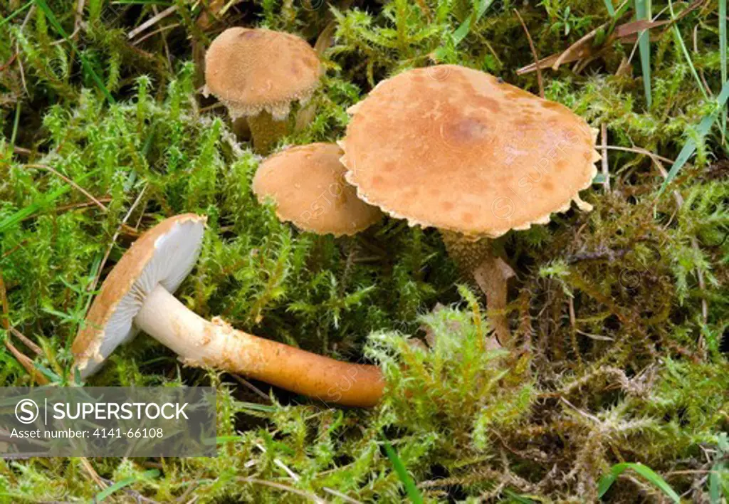 Close-up of a group of Earthy powdercap or Saffron powdercap fungi (Cystoderma amianthinum) growing amongst moss in a coastal habitat on the Norfolk coast