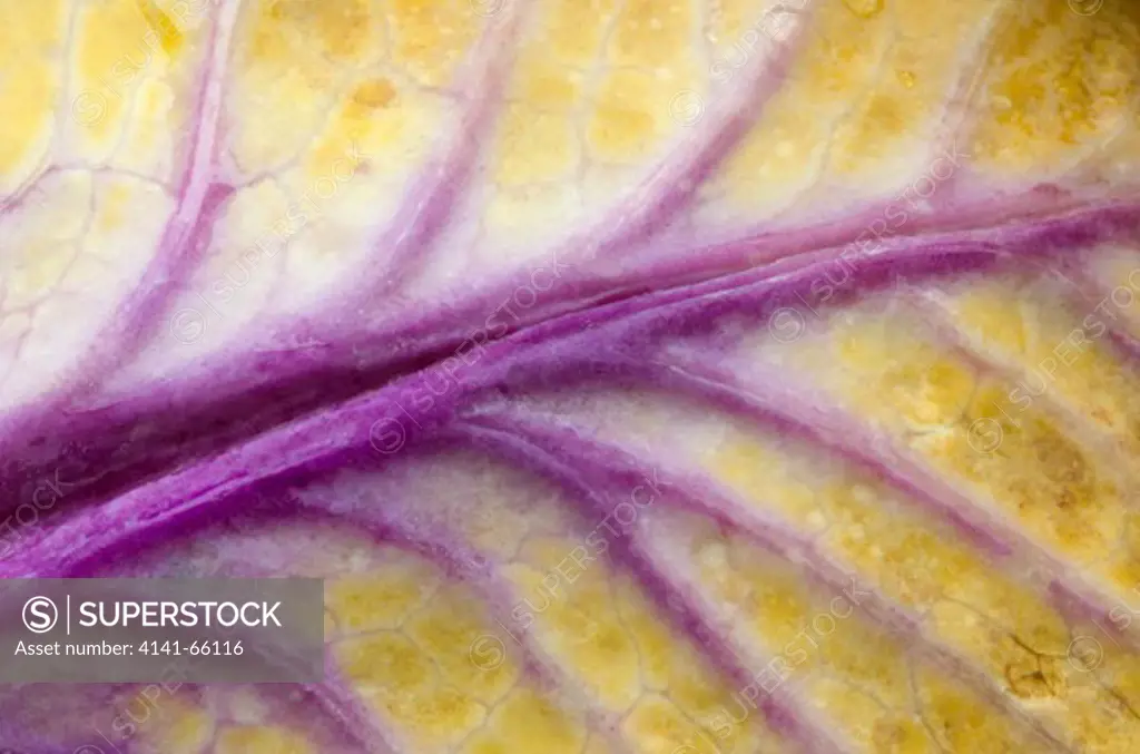 Close-up abstract image of the underside of the leaf of a colourful Ornimental kale or Flowering cabbage (Brassica oleracea) growing in a garden in Norfolk
