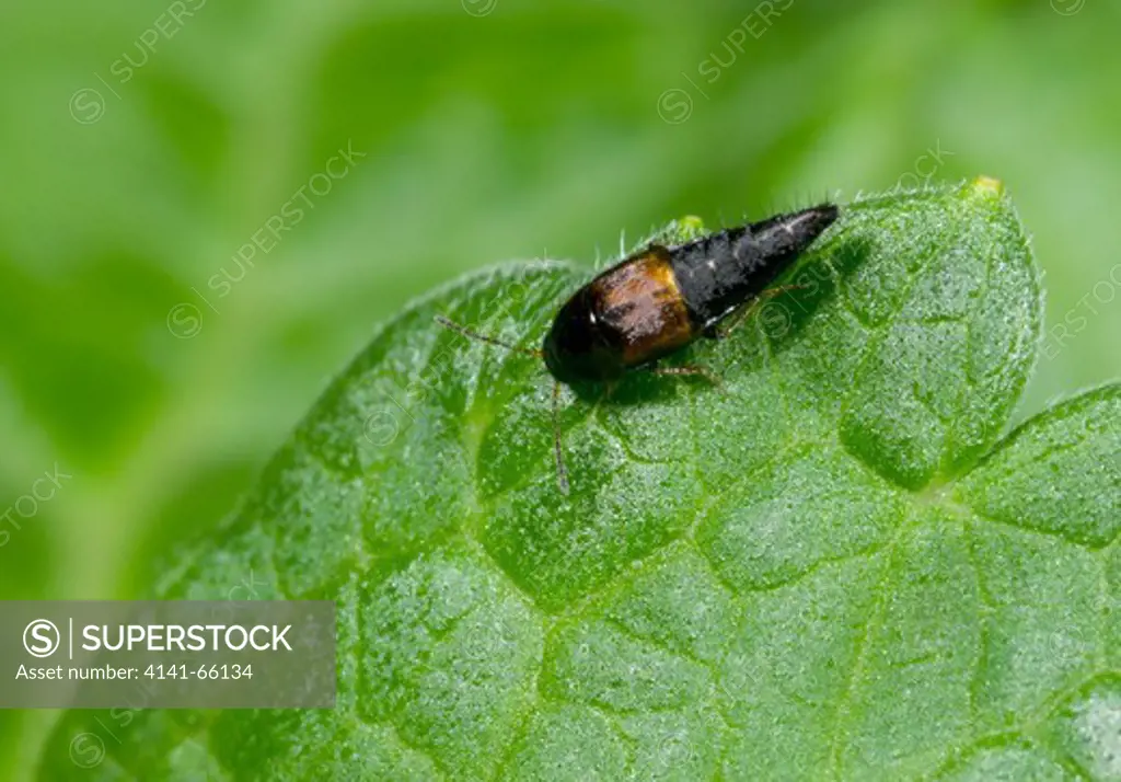 Close-up of a tiny rove beetle (Tachyporus hypnorum) resting on a leaf in a Norfolk garden in early autumn