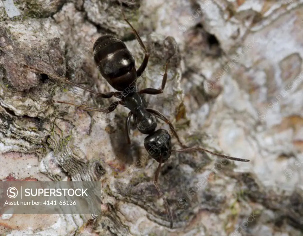Close-up of a wood ant (Formica rufa) on a birch tree in a Norfolk wood in autumn