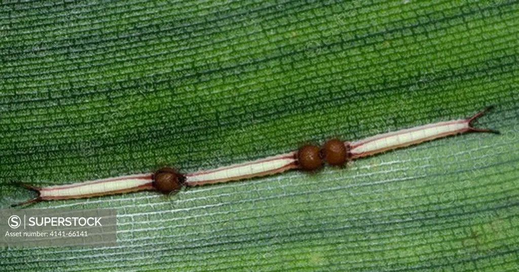 Close-up of the larvae of an Owl butterfly (Caligo eurilochus) on a banana leaf showing an early stage of development. Long Sutton Butterfly and Wildlife Park Lincolnshire
