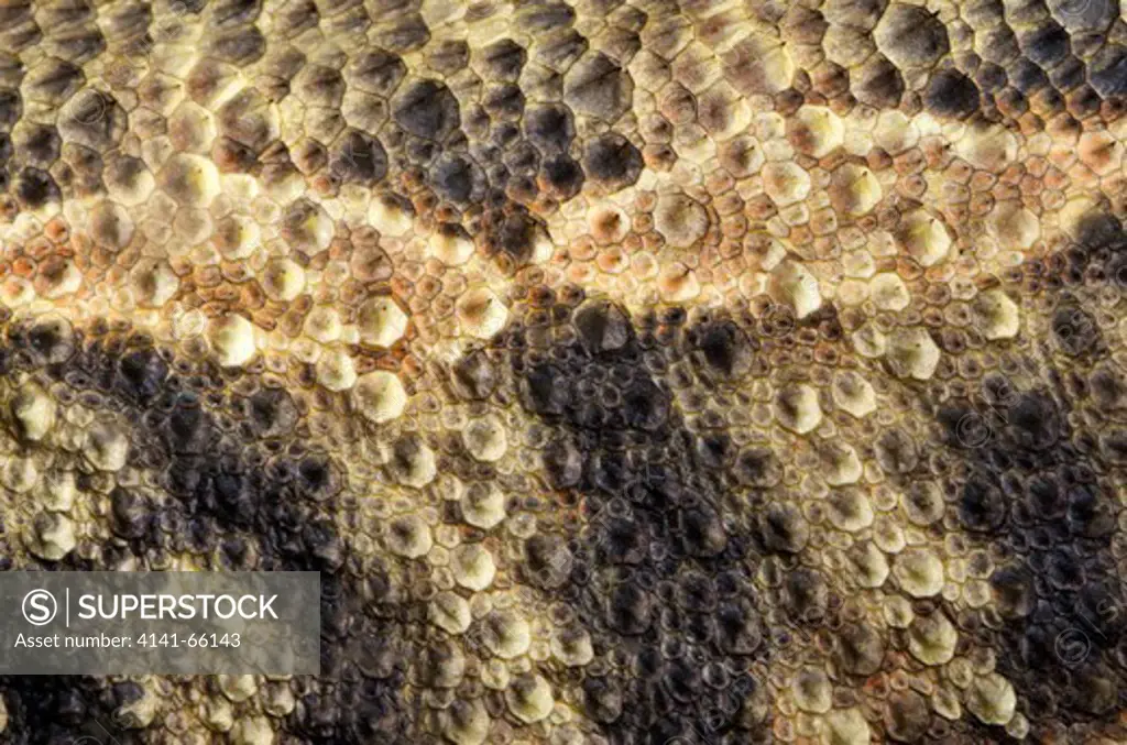 Close-up abstract of the warty skin texture of a Bearded dragon (Pogona vitticeps) at the Long Sutton Butterfly and Wildlife Park in Lincolnshire