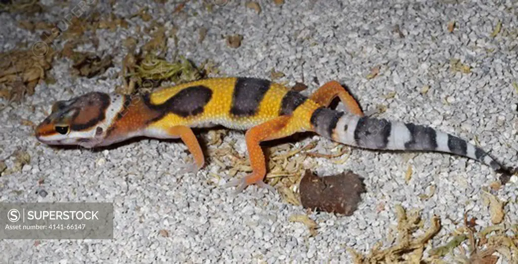 Close-up of a Western banded gecko (Coleonyx variegatus) at the Baytree Garden Centre Spalding Lincolnshire