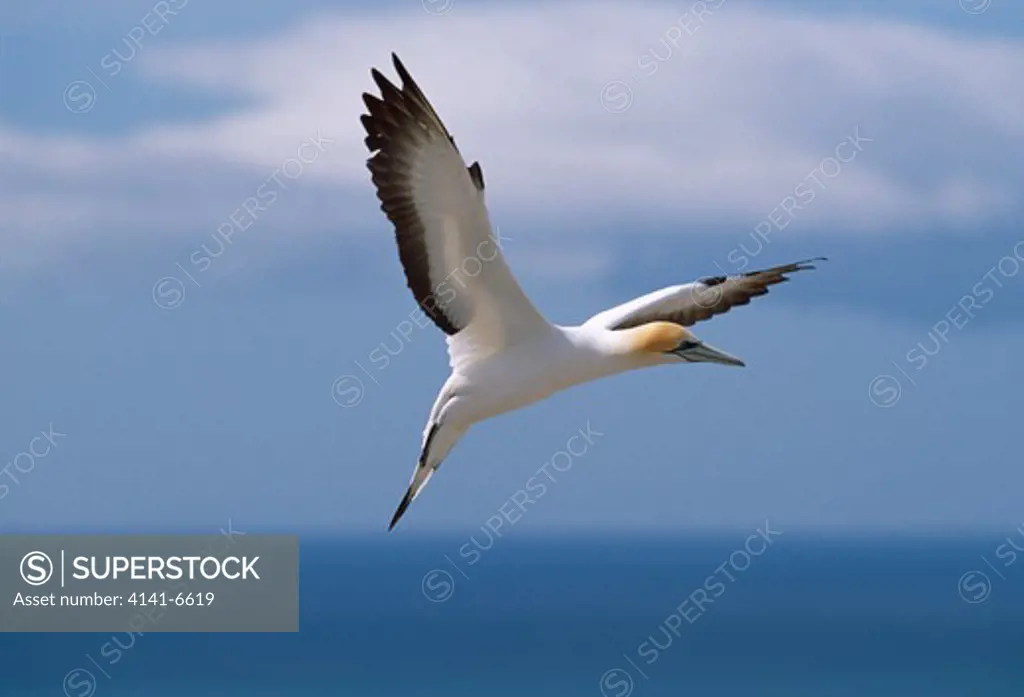 australasian gannet in flight sula serrator cape kidnappers, north island, new zealand