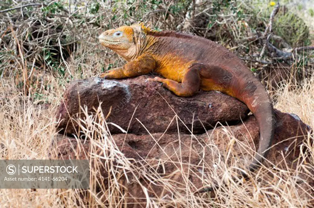 Galapagos land iguana (Conolophus subcristatus) resting on a rock, Seymour Norte, Galapagos.
