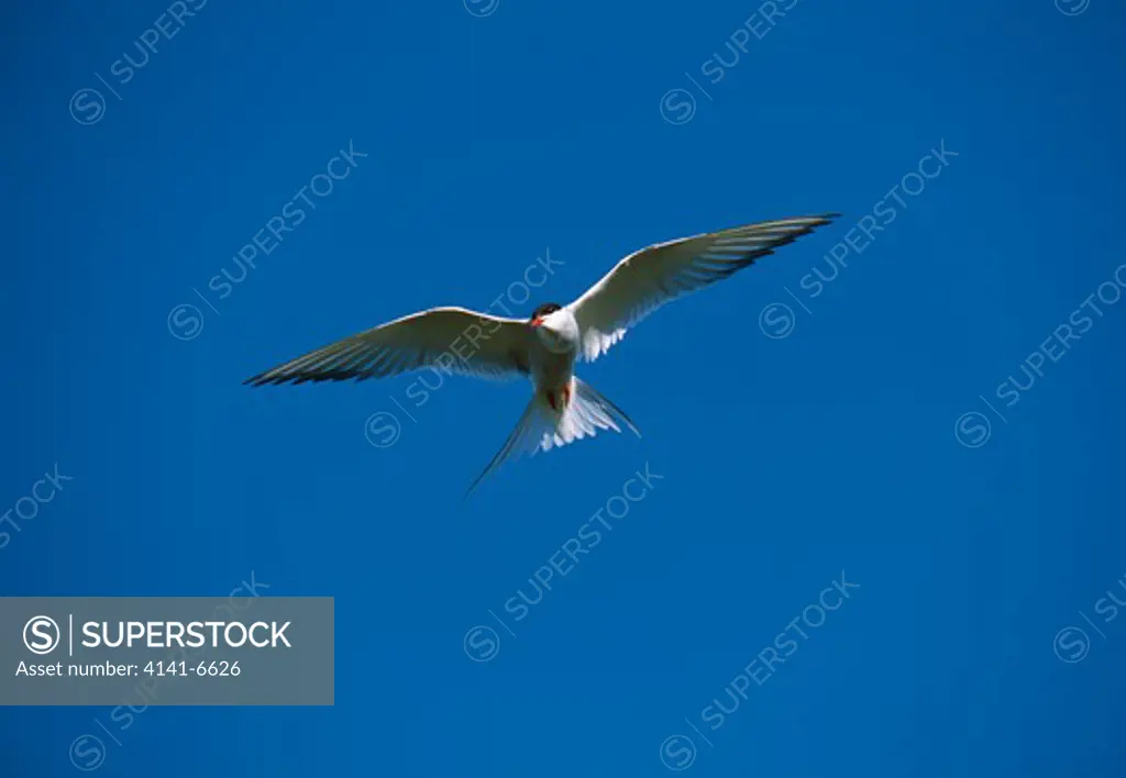 arctic tern in flight sterna paradisaea