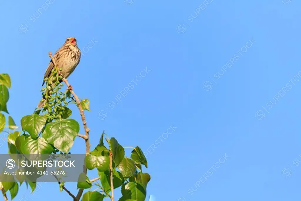 Corn Bunting (Emberiza calandra) perched and calling on branch. Lleida. Catalonia. Spain.