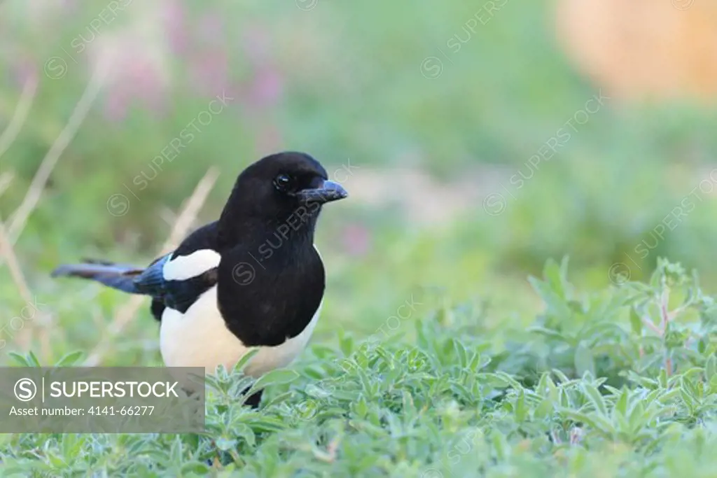 Common Magpie (Pica pica) looking for food on the ground. Lleida. Catalonia. Spain.