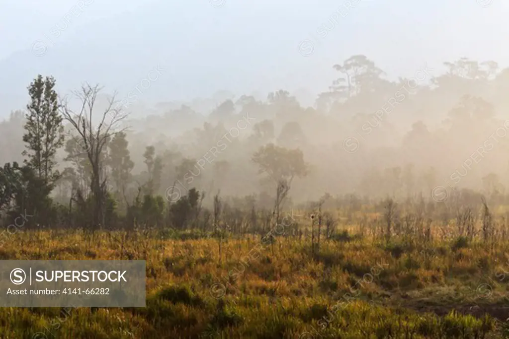 Rainforest in the morning mist. Khao Yai National Park. Thailand.
