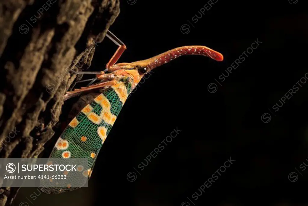 Lantern Bug (Laternaria candelaria) perched on trunk. Khao Yai National Park. Thailand.