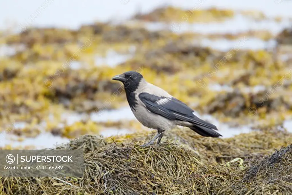 Hooded Crow - foraging on shore at low tide Corvus corone cornix Shetland, UK BI023479