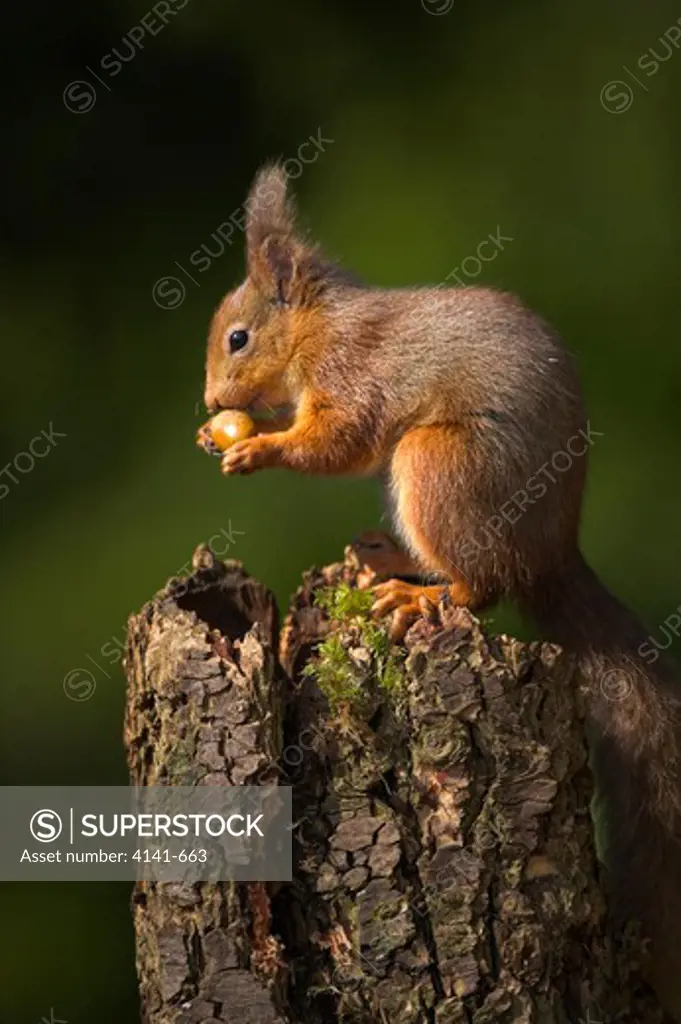 red squirrel sciurus vulgaris feeding on nut in forest scotland, uk
