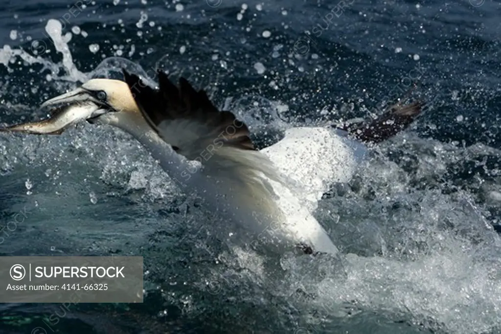 Gannet - with Coley fish at sea  Sula bassana & Pollachius virens Shetland, UK BI023697