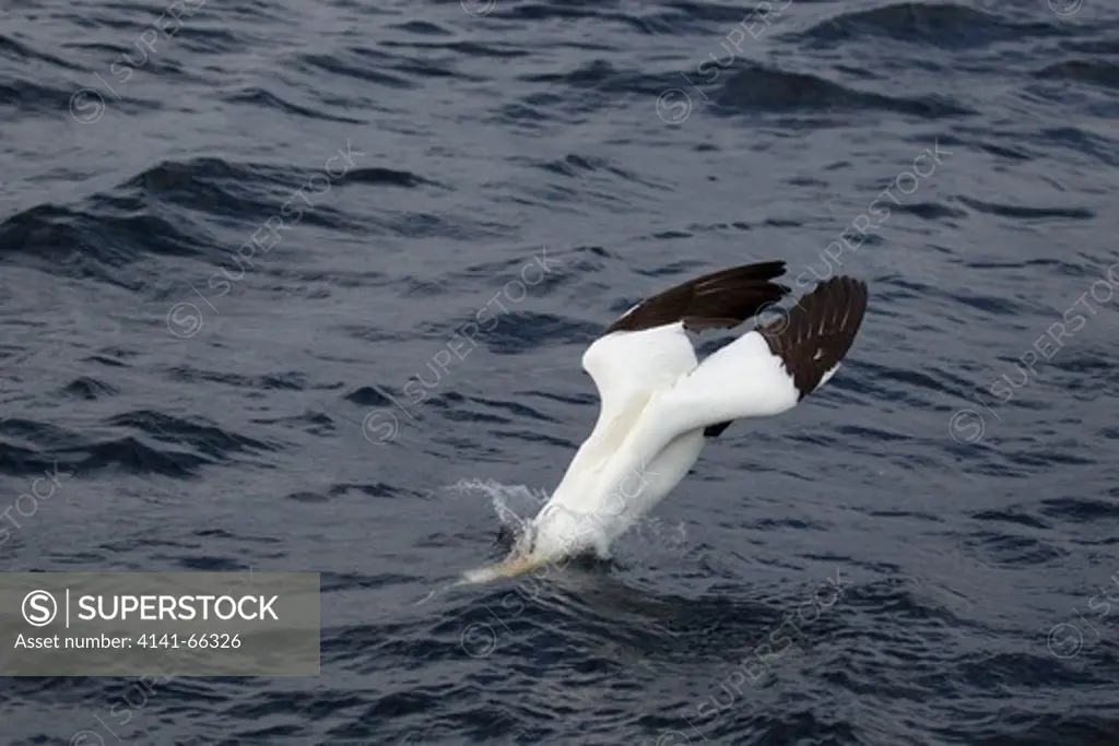 Gannet - diving for fish Sula bassana Shetland, UK BI023709