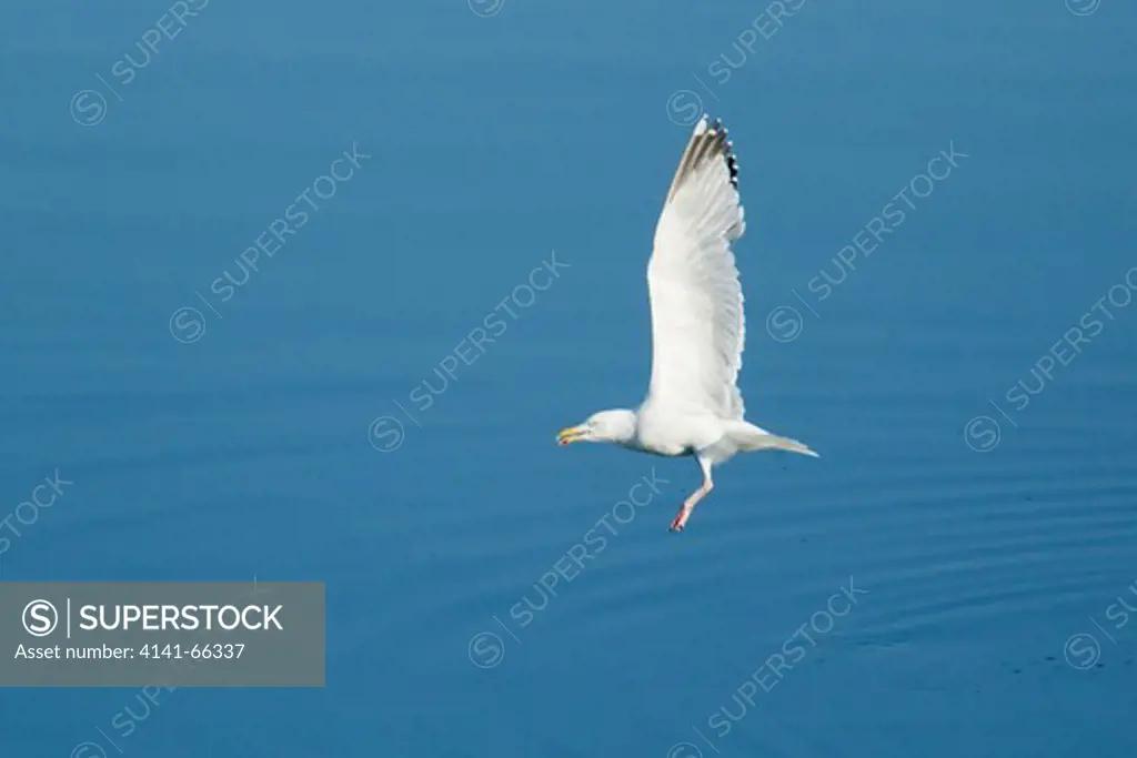 Great Black-backed Gull - in flight Larus marinus Shetland, UK BI023761