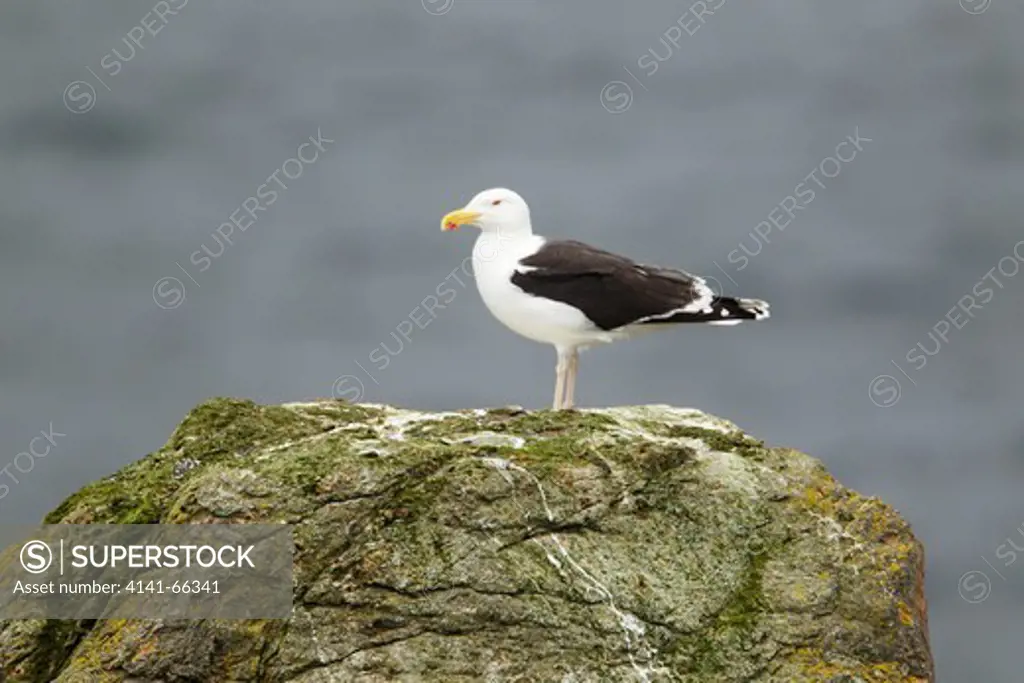 Great Black-back Gull Larus marinus Shetland, UK BI023770