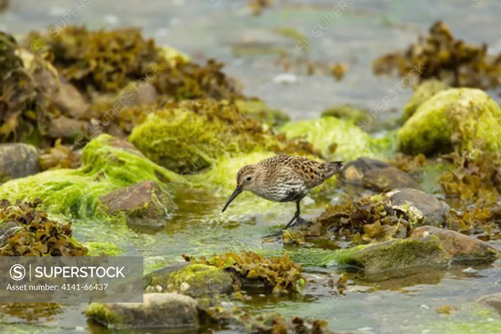 Dunlin - feeding in rock pool at low tide Calidris alpina Shetland, UK BI024233