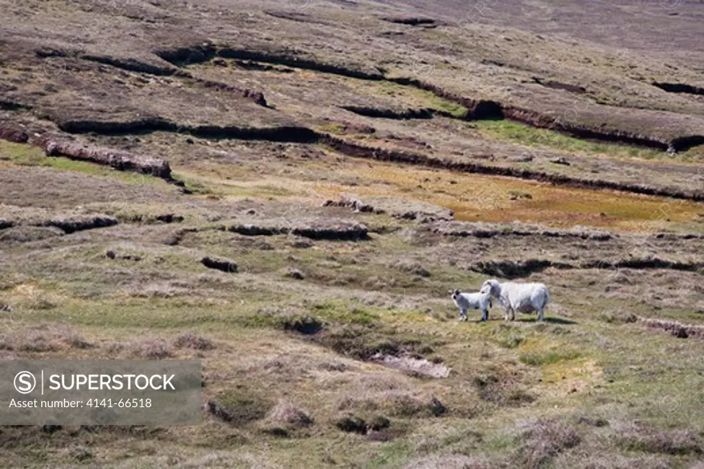 Old Peat Workings at Eshaness with sheep grazing Mainland, Shetland, UK LA005666
