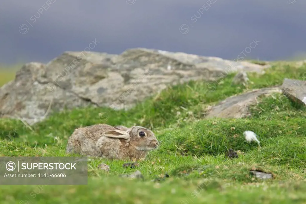 Rabbit - keeping low to avoid predators Oryctolagus cuniculus Unst, Shetland MA002415