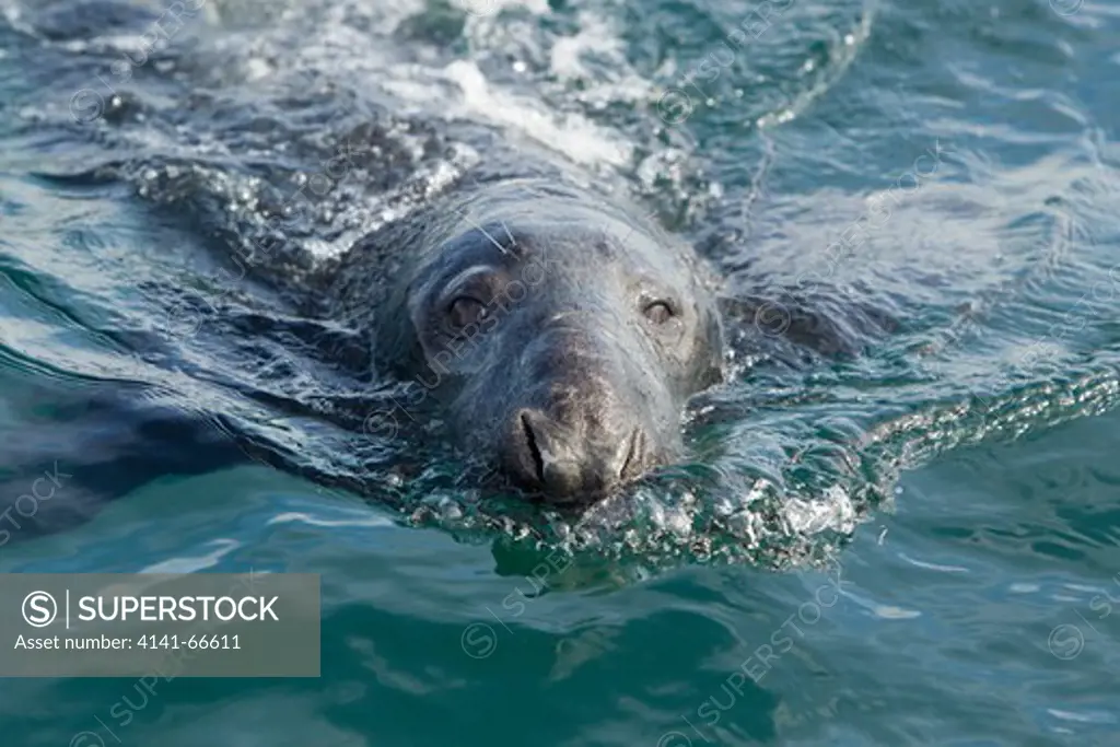 Grey Seal - swimming Halichoerus grypus Shetland, UK MA002433